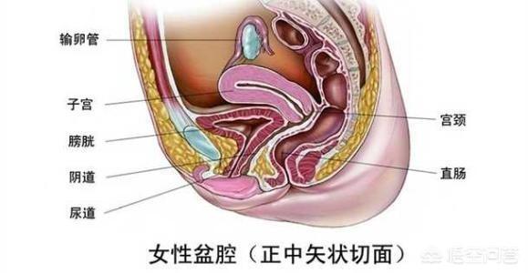 女性照片下腹图片