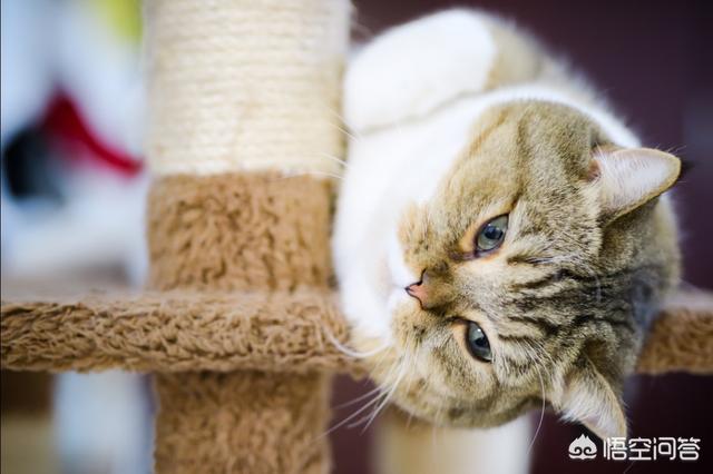 猫咪不乖by:家里的猫主子嫌弃伙食不好不吃饭，应该怎么办？