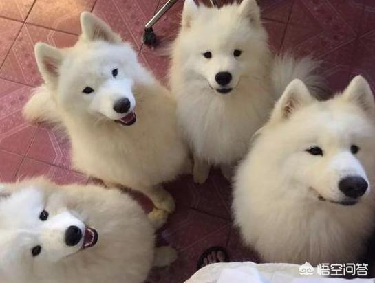 萨摩犬舍:如何挑选纯种的萨摩耶幼犬？