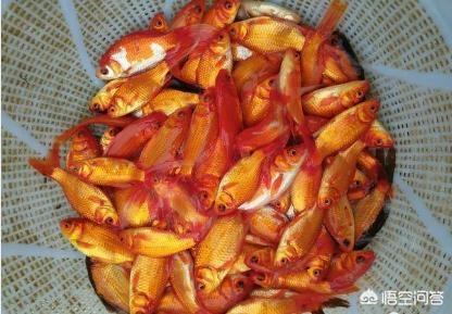 水族疾病防治:红草金的黑鳞病怎样防治？