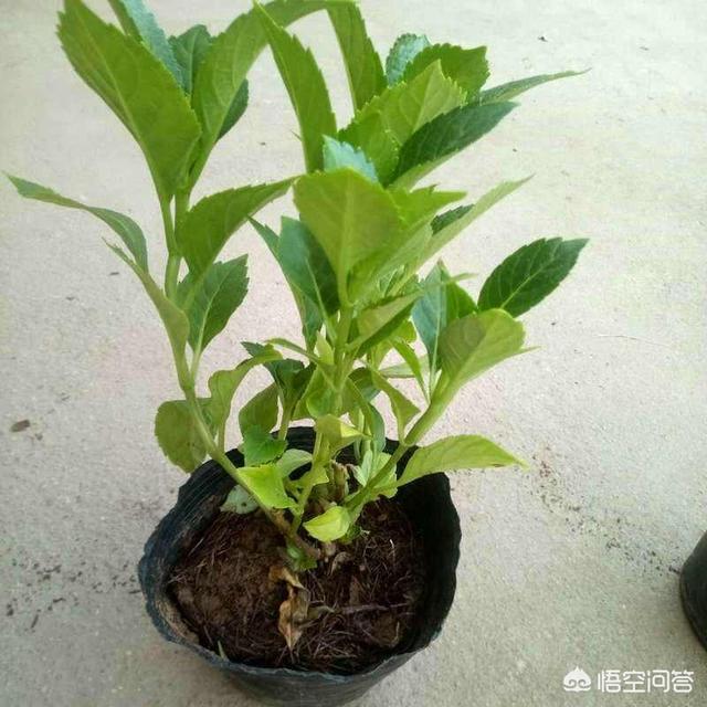 八仙花图片:新买回来的绣球苗需要打顶修剪吗？