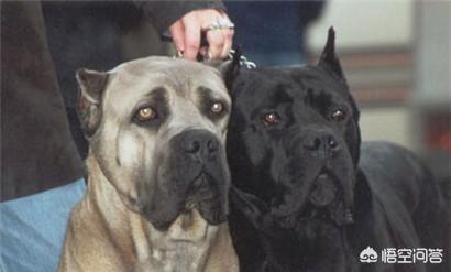 训练乖巧的波尔多犬图片:你心目中乖巧的泰迪犬是怎么样的？