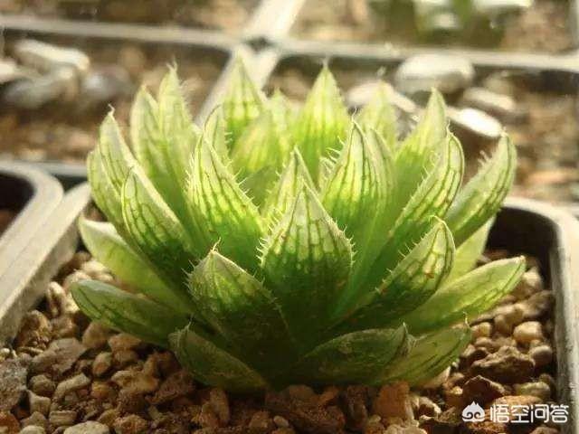 姬玉露和草玉露的区别:玉露表面有很多白色斑点是怎么回事？久了就慢慢烂根化水了？