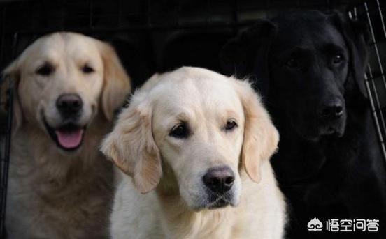 尖嘴黑拉不拉多犬图片:黑色的拉布拉多，比起其他颜色有什么优势呢？