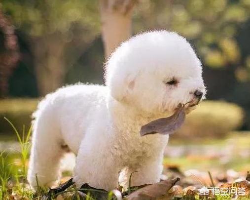 比熊犬图片可爱壁纸:在我国哪里可以买到比熊犬？幼犬价格多少钱？