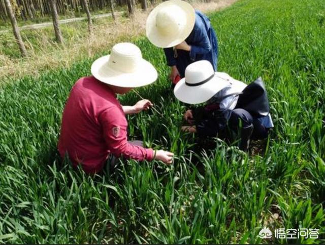 枸杞树上有螨虫打什么农药好:什么方法才是防治叶螨、红蜘蛛最好的？