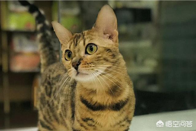 三文鱼边角料做猫饭:如果每天只喂猫咪生肉和冻干，是否科学健康？
