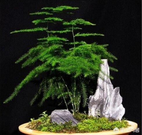 头条问答 为什么花市的盆栽当时鲜活 买回几天后就死 喧城静屋园艺馆的回答 0赞