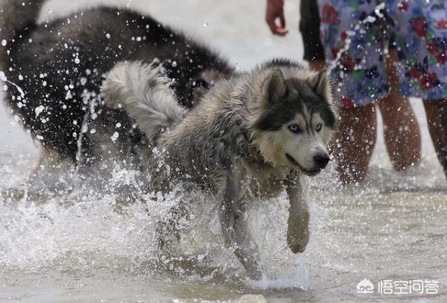 阿拉斯加雪橇犬怎么养殖:怎样才能让阿拉斯加不拆家？