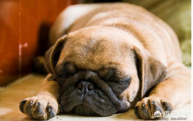 巴哥犬吧:宠主和巴哥犬一起睡有哪些弊端？