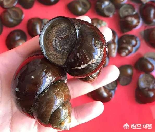 怎么分离田螺与石头？