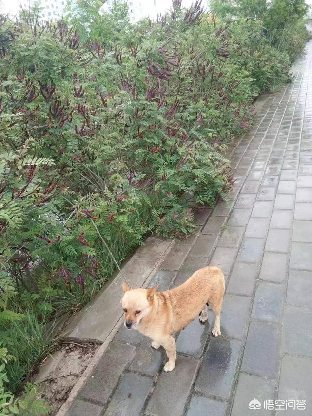 中华田园狗价格:如果有机会，你会养一只中华田园犬吗？