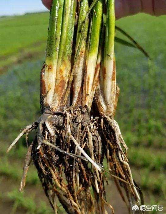 水里红线虫:红白线虫、鼻涕虫，能对水稻造成危害吗？该如何防治？