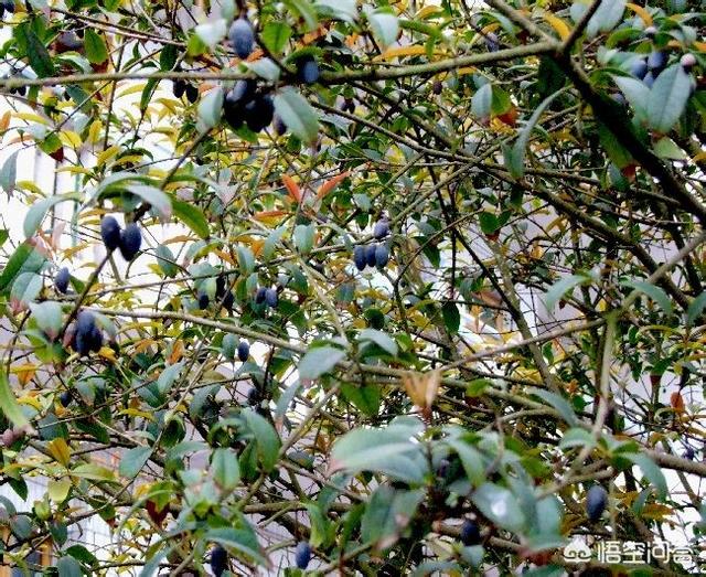 桂花树种子:桂花树种子什么时候成熟采摘 刚采摘的桂花籽能在当年播种吗？