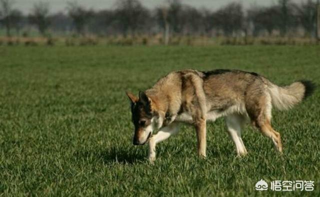 东北猎犬图片大全集:多少只猛犬才能打的过东北虎？