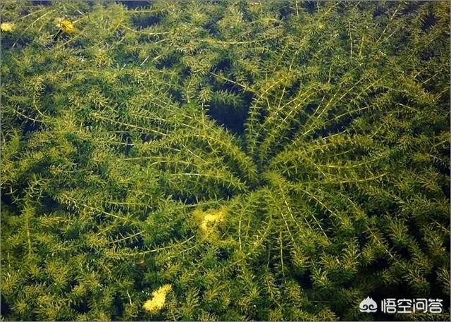 梭鱼草种子种植方法:梭鱼草的种植方法 6月可以播轮叶黑藻的种子，怎么播？