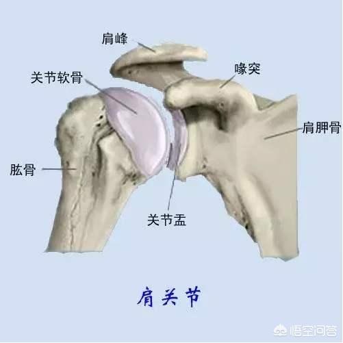 斜方肌拉伸,斜方肌大，溜肩怎么改善？