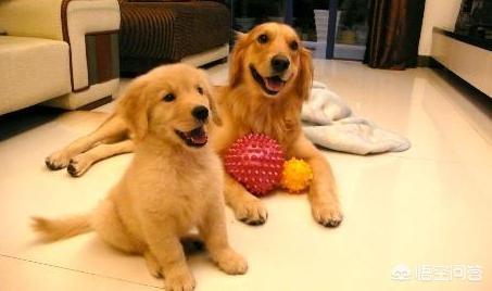 西施犬多少钱一只:什么品种的狗狗是比较臭的？