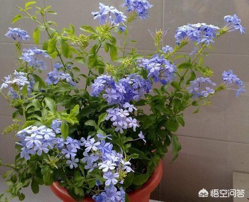哪些花光照不好也能养好，盆栽的蓝雪花光照不足，不开花应该怎么办