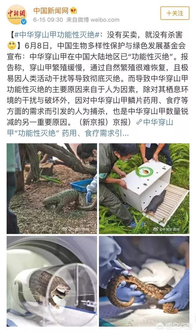 穿山甲灭绝了吗:穿山甲真的要被我们吃灭绝了吗？