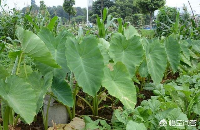 花叶芋开花吗:在芋头叶子上喷食醋，有什么作用？