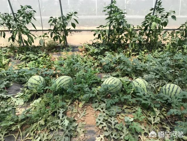 头条问答 西瓜苗长到多长时 留的西瓜能长大 农科小孙说的回答 0赞