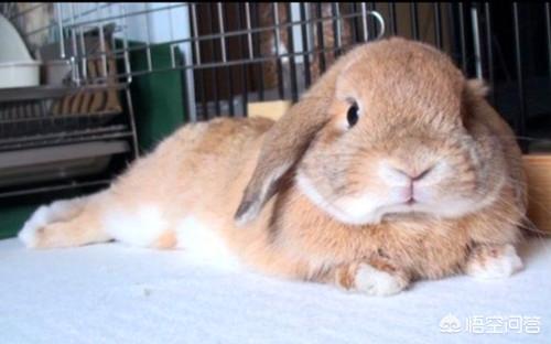 垂耳兔的图片:垂耳兔经常拉软便是怎么回事？