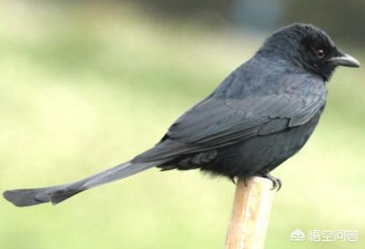 农村大爷3年间被不明黑鸟啄70多次，农村里什么鸟这么喜欢啄人呢？