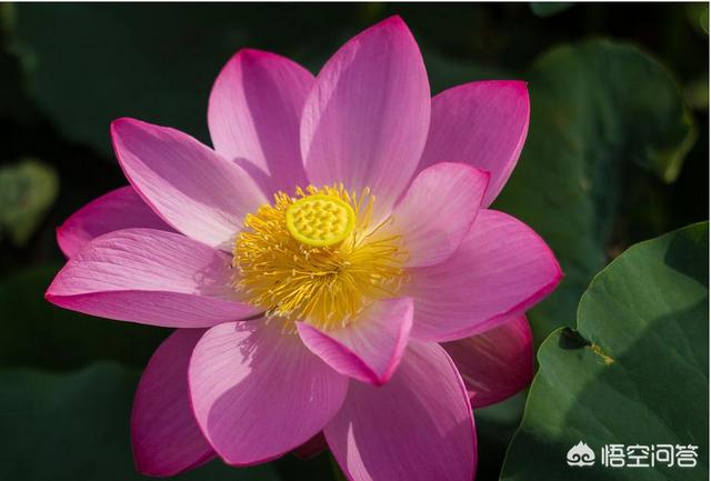 荷花象征着什么意思:莲花的象征意义和莲花的特点是什么？