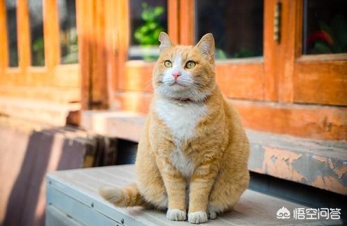 猫藓 变黑 不长毛:猫咪尾巴有黑色渣子，是什么东西？要怎么治疗？