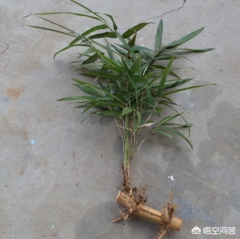 怎么养护好罗汉竹:盆栽佛肚竹应该怎样养护？