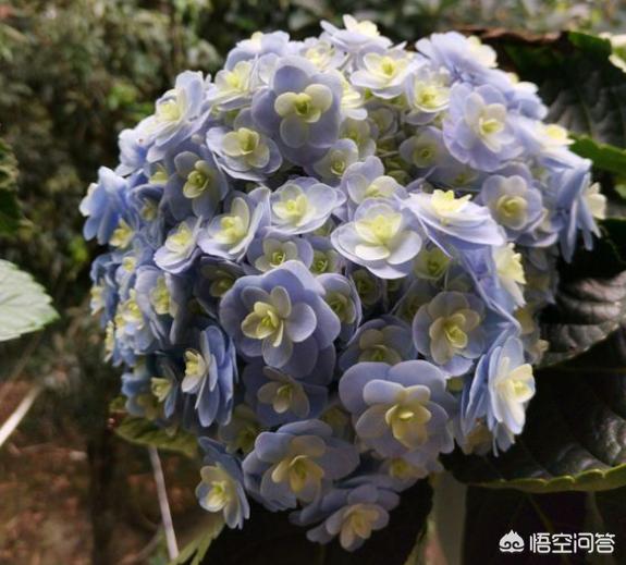 绣球花价格:绣球花价格一束多少钱 怎么能够让绣球花的根系更加发达？