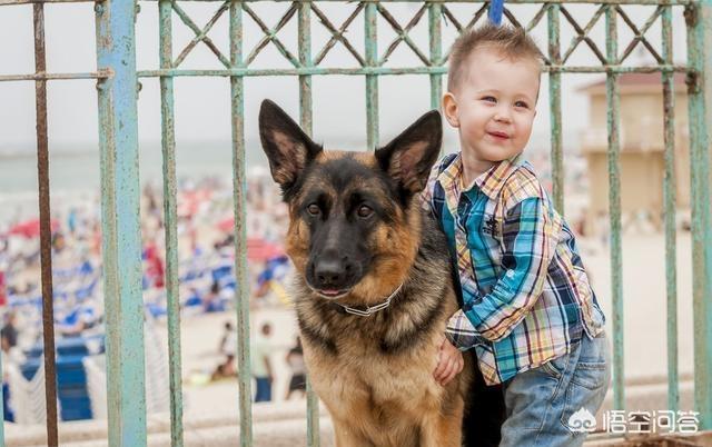 德牧犬能家养吗:为什么感觉现在养德国牧羊犬的人这么少？