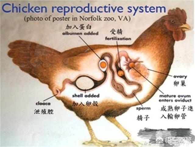 鸡的繁殖(鸡的繁殖过程)
