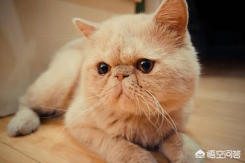 加菲猫图片:加菲猫肉怎么只长身体上不长脸上呢？