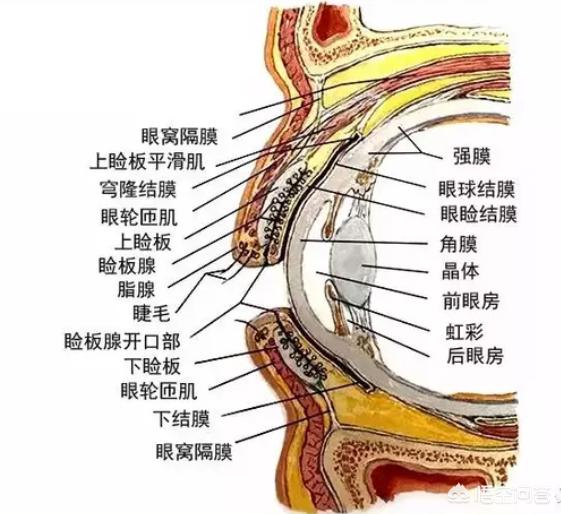 结膜囊位置图片 图解图片