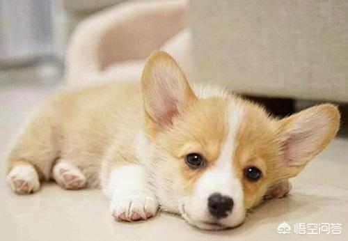 博美犬图片:博美便便怎么样算正常，博美便便又黑又硬正常吗？