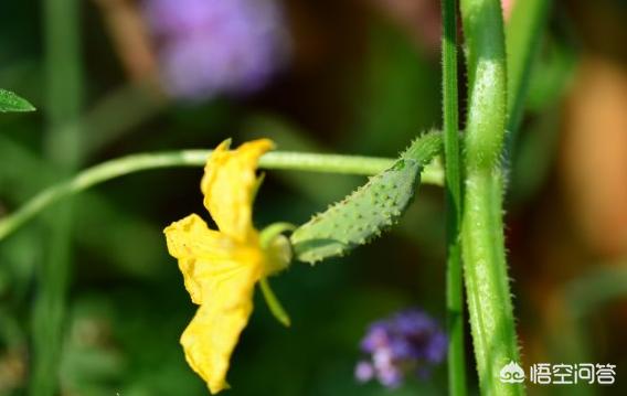 头条问答 是不是所有的瓜类的开花都是5瓣 例如 黄瓜 丝瓜 苦瓜等等 9个回答