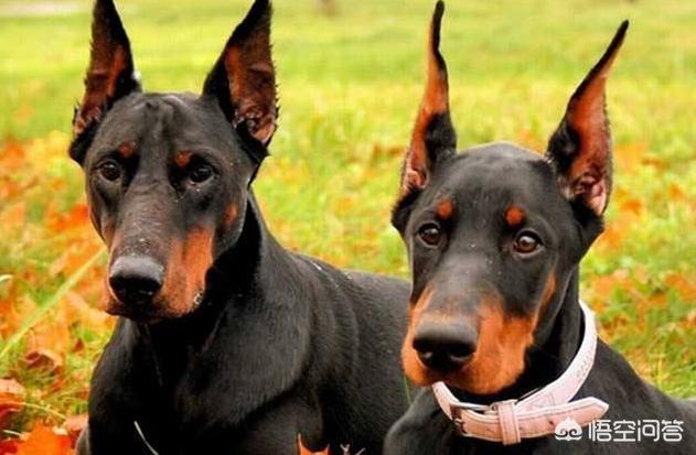 警犬狗起名字:我们常见的警犬是哪些狗狗？