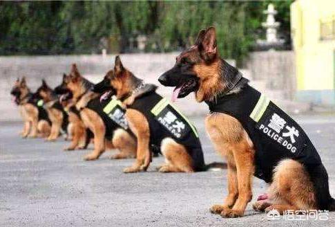 警犬狗起名字:我们常见的警犬是哪些狗狗？