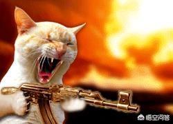 打小猫:家里的小猫咪很调皮，可以打嘛？