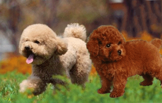 泰迪犬价格:为什么泰迪犬价格那么便宜？ 泰迪犬价钱多少