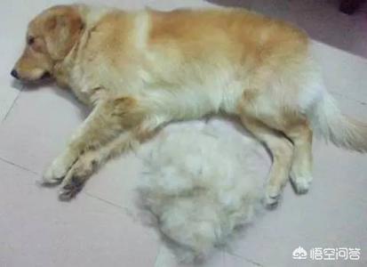 昨晚我和狗狗做了8次:同一小区遛狗认识的人，现在很暧昧了怎么办？