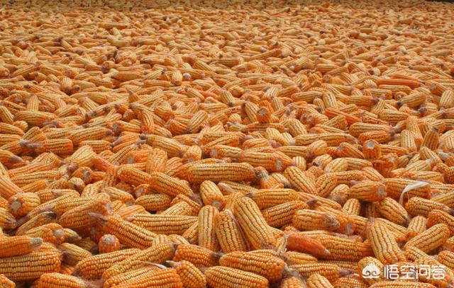 玉是什么时候发现的,与玉相关的故事你都知道哪些？