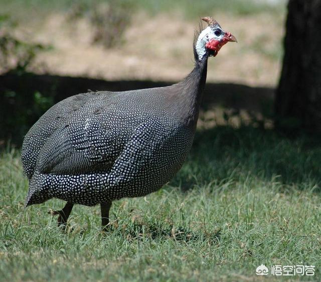 病弱反派饲养指南:病弱猪如何饲养管理才能提高效益？