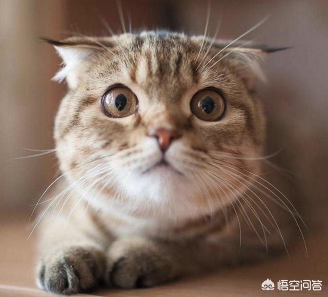萨凡纳猫萌宠成长记:#萌星人成长记#狗狗是不是故意撕家的？