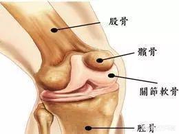 复发性髌骨脱位 概念:髌骨脱位的治疗方法是什么？