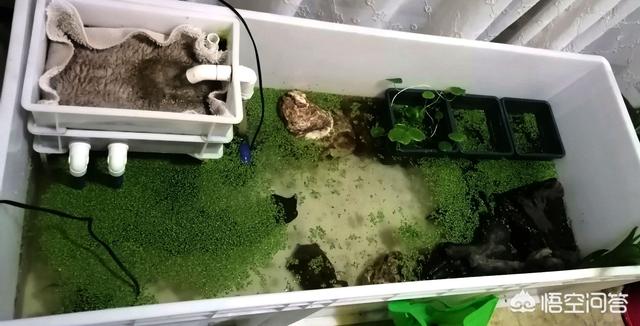 宠物龟的种类大全图片:新手想养个乌龟，选择什么品种最好？