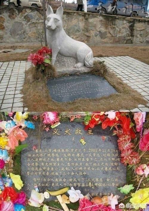 15个狗狗的感人故事:你能说出自家养的狗让你感动的事例吗？