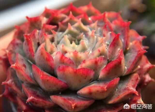 多肉景天科长生草属有哪些植物:多肉长的几种斑该怎么区分呢？